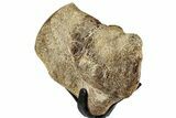Polished Fossil Mosasaur Vertebra w/ Metal Stand - Texas #350995-3